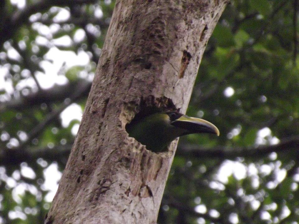 Aulacorhynchus prasinus warneri
