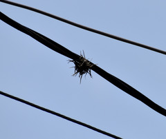 Tillandsia recurvata