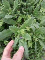 Anchusa arvensis orientalis