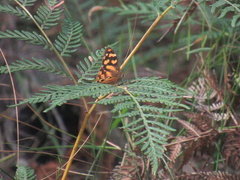 Heteronympha solandri