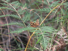 Heteronympha solandri