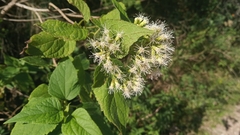 Lorentzianthus viscidus