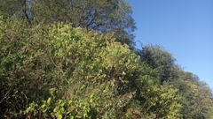 Lorentzianthus viscidus