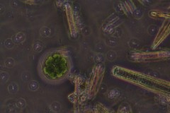 Pandorina