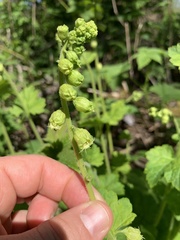 Tellima
