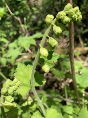 Tellima