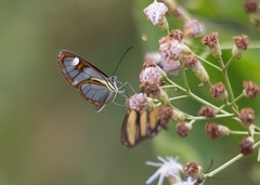 Ithomia agnosia zikani