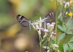 Ithomia agnosia zikani