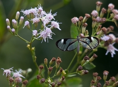 Ithomia agnosia zikani