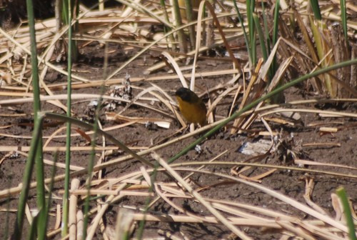 Black-polled Yellowthroat (Geothlypis speciosa), photo 4