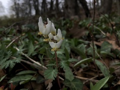 Dicentra cucullaria