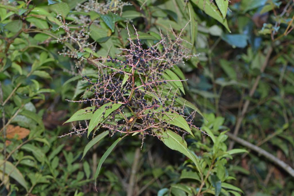 Koenigia mollis (Koenigia mollis)