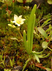 Lewisia triphylla