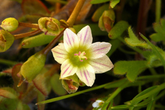Lewisia triphylla