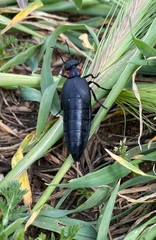 Physomeloe corallifer