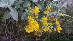 Microliabum candidum