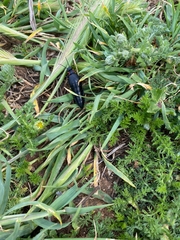 Physomeloe corallifer