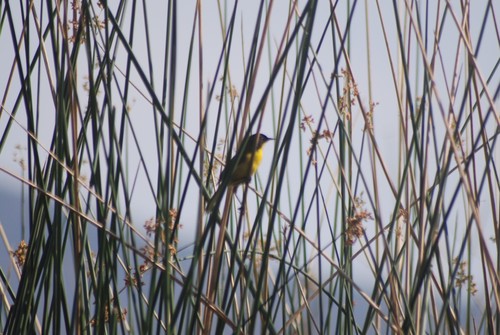 Black-polled Yellowthroat (Geothlypis speciosa), photo 3