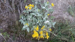 Microliabum candidum