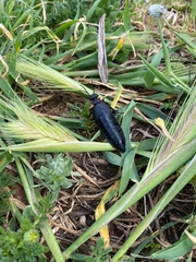 Physomeloe corallifer