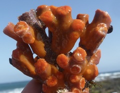 Atlantia caboverdiana