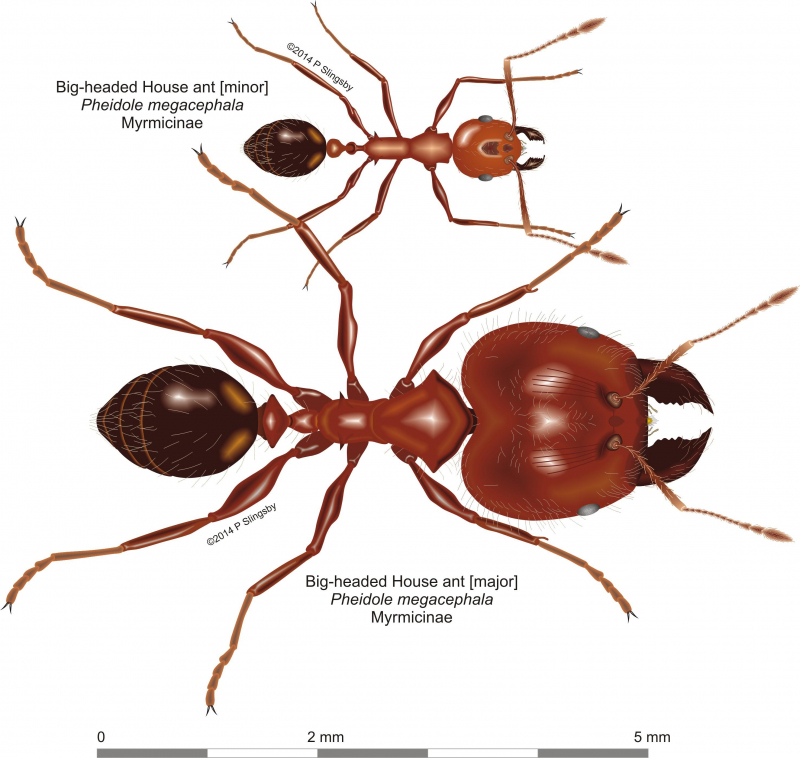 African Big-headed Ant (Ants of Botswana) · iNaturalist