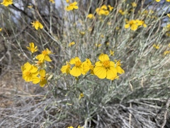 Psilostrophe cooperi