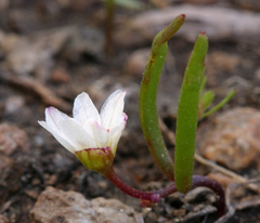 Lewisia triphylla