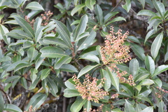 Pieris formosa