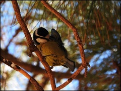 Cyanistes teneriffae teneriffae