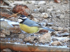 Cyanistes teneriffae teneriffae