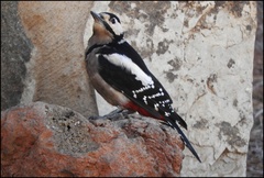 Dendrocopos major canariensis