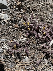 Pedicularis semibarbata charlestonensis