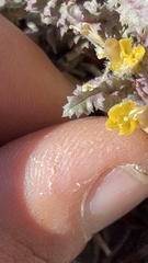Pedicularis semibarbata charlestonensis