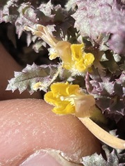 Pedicularis semibarbata charlestonensis