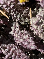 Pedicularis semibarbata charlestonensis