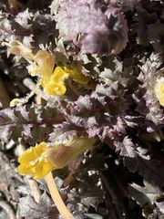 Pedicularis semibarbata charlestonensis