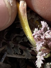 Pedicularis semibarbata charlestonensis