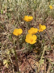 Eschscholzia lobbii