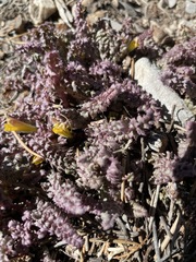 Pedicularis semibarbata charlestonensis