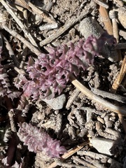 Pedicularis semibarbata charlestonensis