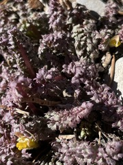 Pedicularis semibarbata charlestonensis