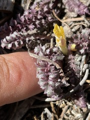 Pedicularis semibarbata charlestonensis
