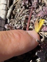 Pedicularis semibarbata charlestonensis