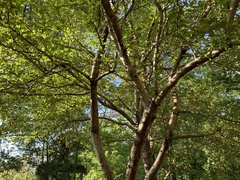 Crataegus aestivalis