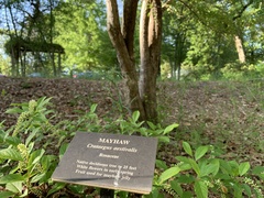 Crataegus aestivalis