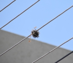 Tillandsia recurvata