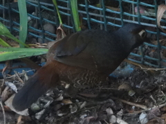 Pteroptochos castaneus