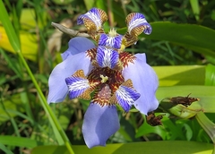 Trimezia coerulea