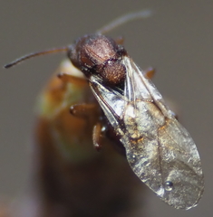 Callirhytis elliptica
